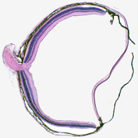 cryostat section of a mouse retina stained with hematoxilin-eosin