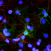 Neurons differentiated from adult olfactory bulb stem cells