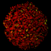 staining of proliferative and total cells in an adult neural stem cells derived neurosphere